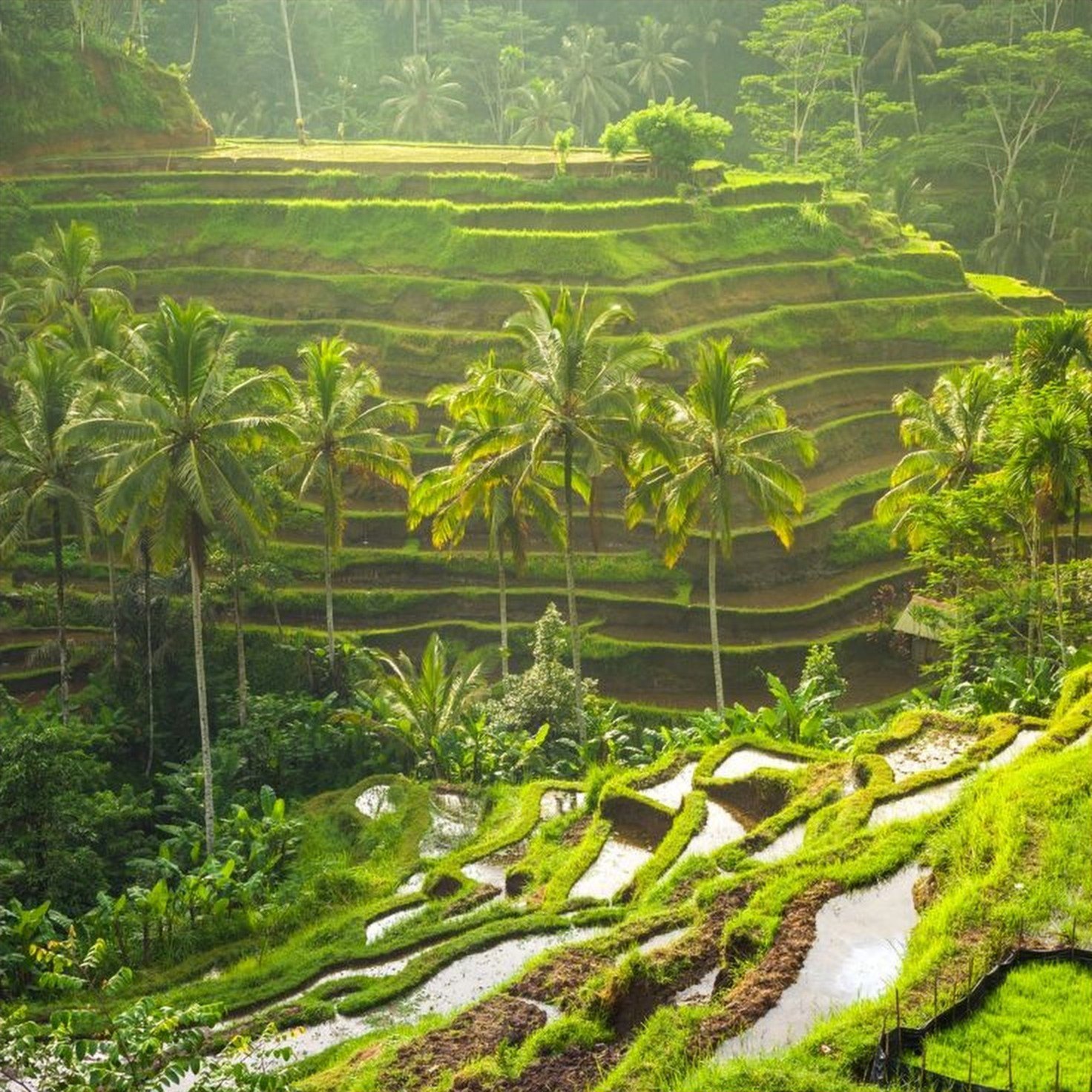 Tegallalang Rice Terraces